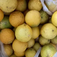 فروش لیمو ترش تازه و آبدار  فقط کیلویی ۸۰ تومن