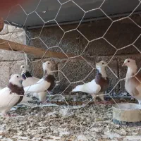 طوقی ماده‌ونر|پرنده|شباب, |دیوار