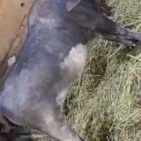 گاومیش نر و ماده|حیوانات مزرعه|رامشیر, |دیوار