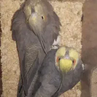 عروس هلندی تک و جفت گلباقالی و سینامون جفت|پرنده|قم, ارم|دیوار