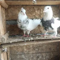 جفت طوقی نرر .باهم .۱۴۰۰