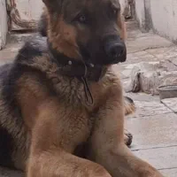 سگ ژرمن شپرد