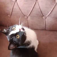 گربه بریتیش اصیل وبازیگوش و باهوش