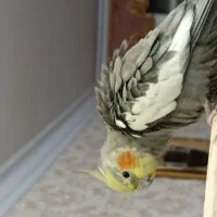 عروس هلندی گم شده|پرنده|خاش, |دیوار