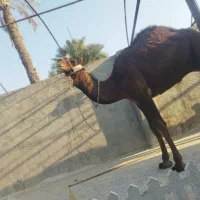 شتر در بافق