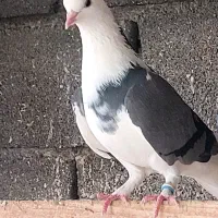 کفتر|پرنده|علیآباد کتول, |دیوار