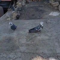 کبوترواشه ای سیاه|پرنده|سامان, |دیوار