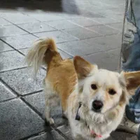 سگ اشپیتز (آلمانی ) مدل روباحی|سگ|کرج, ساسانی (قلمستان)|دیوار