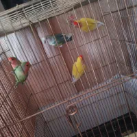 طوطی برزیلی وعروس هلندی|پرنده|بیرجند, |دیوار