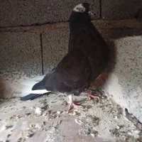کبوتر نوک جمع