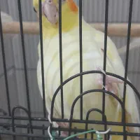 عروس هلندی لوتینو بالغ