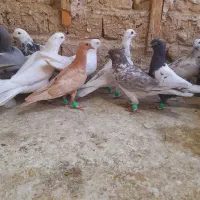۱۰ عددکفتر پررشی سار اغون سینه سبز سفید تهرونی و..