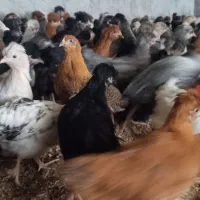 جوجه مرغ بلک گلپا کوکول بومی2ماه