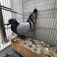 کبوتر پلاکی