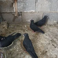 کبوتر سیاه