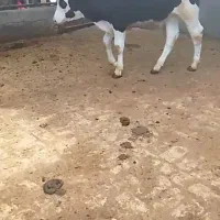 دوراس گوساله نر سمینطال اصل شیر مست