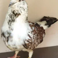 فروش کبوتر