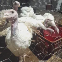 جوجه بوقلمون بیوتی ۶
