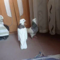 معاوضه با عروس هلندی|پرنده|گوهران, |دیوار