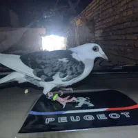 کبوتر جوجه گراف استوره