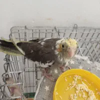 یک جفت عروس  هلندی   به فروش میرسد