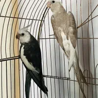 جفت عروس هلندی وایت فیس البینو با جوجه و قفس