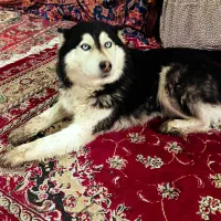 واگذاری سگ هاسکی اهلی اهلی