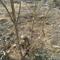 نهال الوکبرایی حاج حسنی ورسمی پیوندبالا