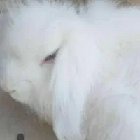 طوله خرگوش لپ اصل