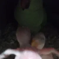 ملنگو مولد روی جوجه هاش پرورش،در منزل