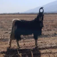 کهره بذری شاهزی برای گله تخمی