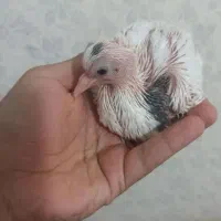 جوجه کبوتر خوازم