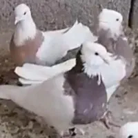 کفتر طوقی اصیل معاوضه با قناری  و عروس هلندی|پرنده|سیرجان, |دیوار