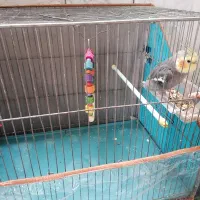 عروس هلندی با قفس