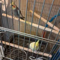 عروس هلندی مولد|پرنده|تهران, آذربایجان|دیوار