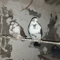 کبوتر جفت