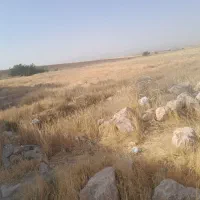 کاه عدس ریز