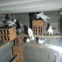 کبوتر|پرنده|بابل, |دیوار