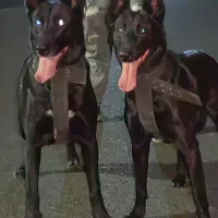 مالینویز|سگ|باقرشهر, |دیوار