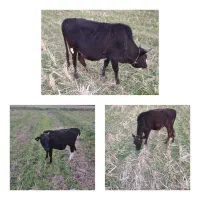 سه عدد لیشه