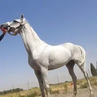 اسب عرب خالص دو سر وارداتی نریون|اسب و تجهیزات اسب‌سواری|تهران, پاسداران|دیوار