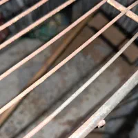 یک جفت مرغ عشق سالم