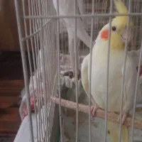 عروس هلندی