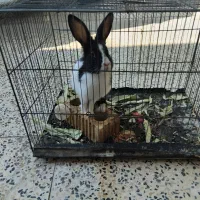 حیوان|موش و خرگوش|آباده, |دیوار