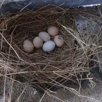 تخم مرغ طبیعی