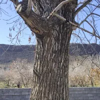 چوب گردو|خدمات باغبانی و درختکاری|بختگان, |دیوار