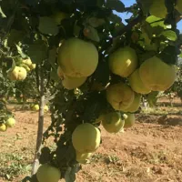 سرمایه گذاری پرسود با احداث باغ مدرن