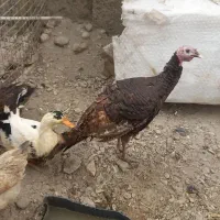 فروش ۴ عدد مرغ اوردک وبوقلمون|حیوانات مزرعه|تهران, شهرک استقلال|دیوار