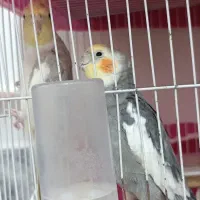 جفت عروس هلندی مناسب جوجه کشی با قفس ب شرط جوجه