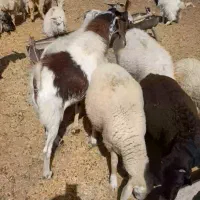 بزبره کهره فروش گله یکجا باسگ وچوپان معاوضه مزدا